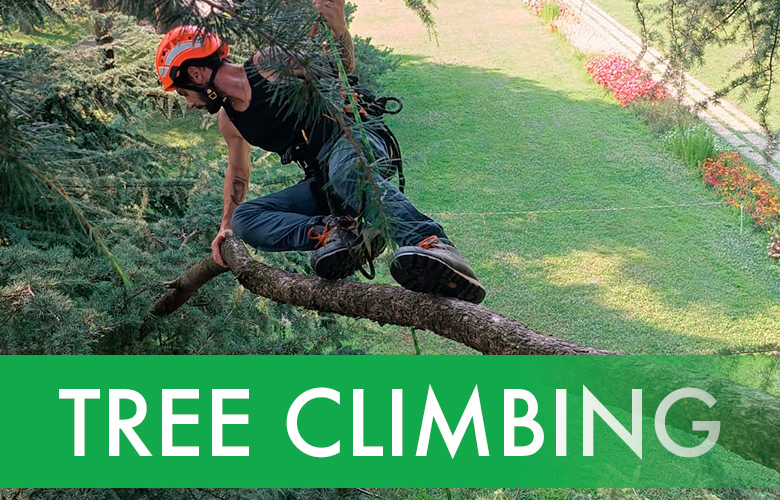 TREECLIMBING